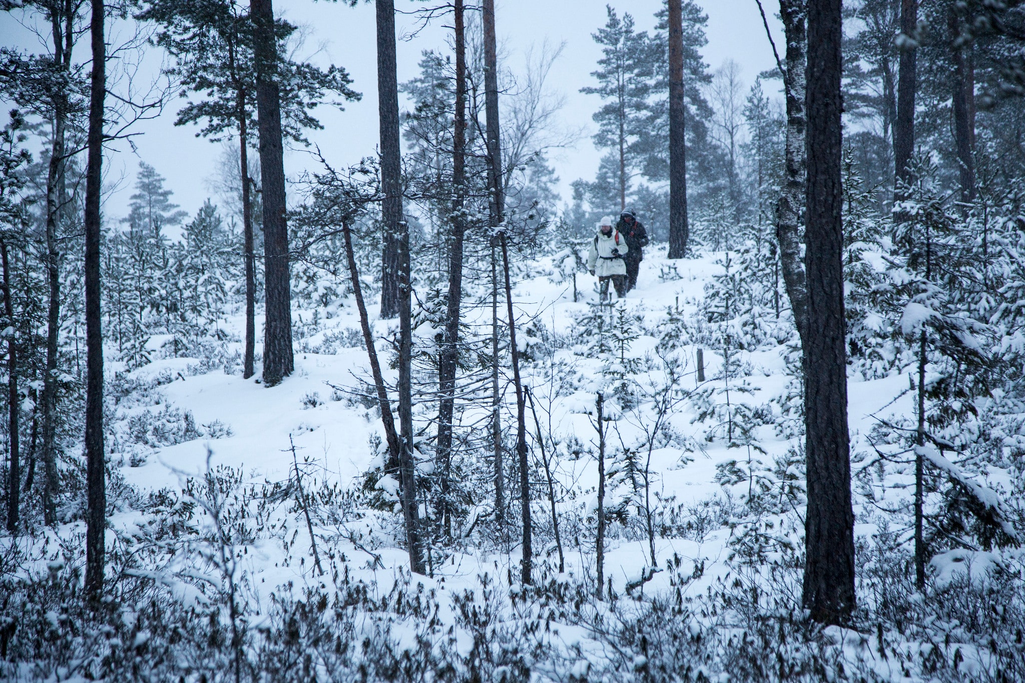 Svenska Jägareförbundet försöker nu rädda vinterns vargjakt. Foto: Olle Olsson