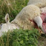 Skyddsjakten på varg tar för lång tid att besluta och är svår att verkställa, menar fåravelsförbundet. Bilden är från vargangreppen vid Molstaberg. Foto: Martin Källberg