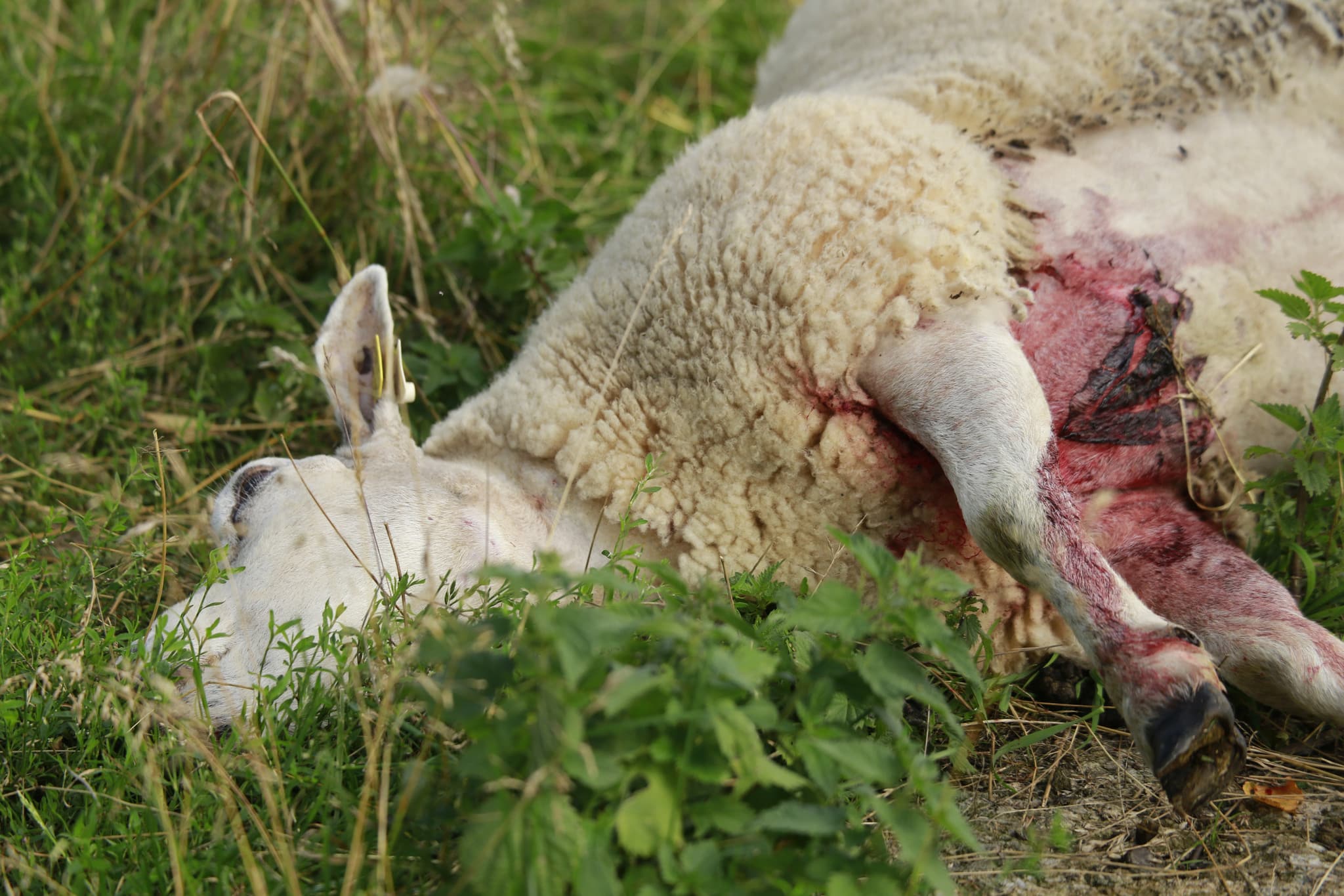 Skyddsjakten på varg tar för lång tid att besluta och är svår att verkställa, menar fåravelsförbundet. Bilden är från vargangreppen vid Molstaberg. Foto: Martin Källberg