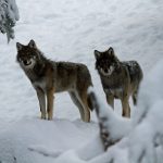 Förvaltningsrätten i Karlstad har beslutat att stoppa vargjakten i Värmland och Örebro i avvaktan på att överklagan ska prövas. Foto: Olle Olsson