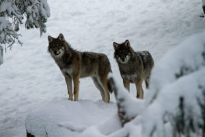 Förvaltningsrätten i Karlstad har beslutat att stoppa vargjakten i Värmland och Örebro i avvaktan på att överklagan ska prövas. Foto: Olle Olsson