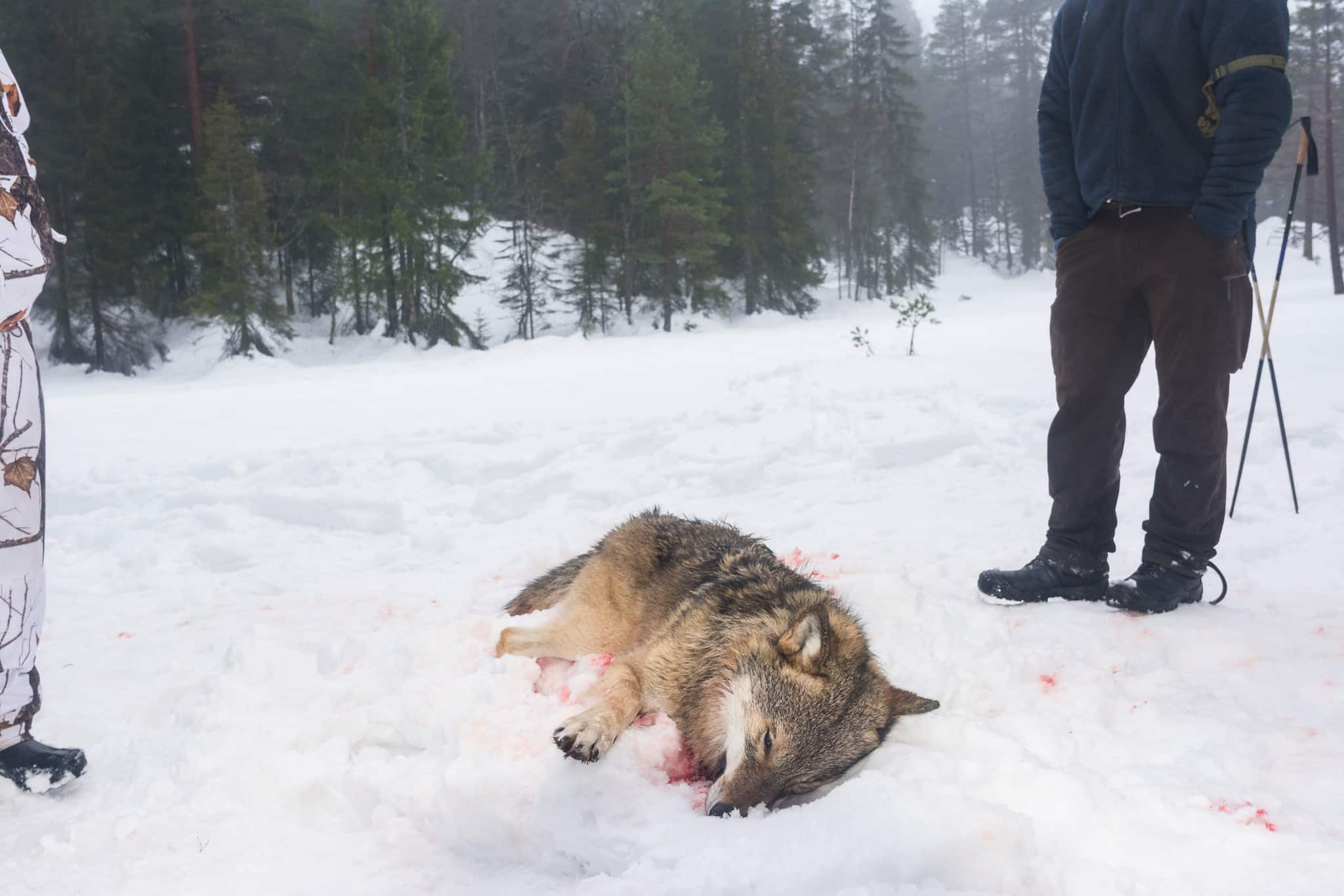 Det finns 415 vargar i Sverige och flera utredningar har konstaterat att gynnsam bevarandestatus är 300 vargar. Enbart i år har det fötts drygt 200 valpar. Foto: Kjell-Erik Moseid