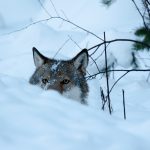 Foto: Olle Olsson