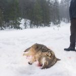 Kammarrätten gick på  Jägareförbundets linje och upphäver beslutet om att vargjakten ska stoppas. Foto: Kjell-Erik Moseid