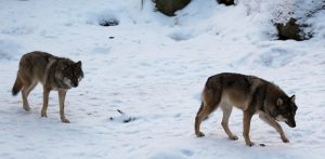 Foto i Lycksele djurpark: Lars Nilsson
