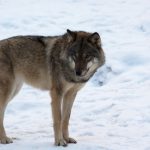 Kommunalråd i Värmland kräver att det blir vargjakt snarast. Foto i Lycksele djurpark: Lars Nilsson