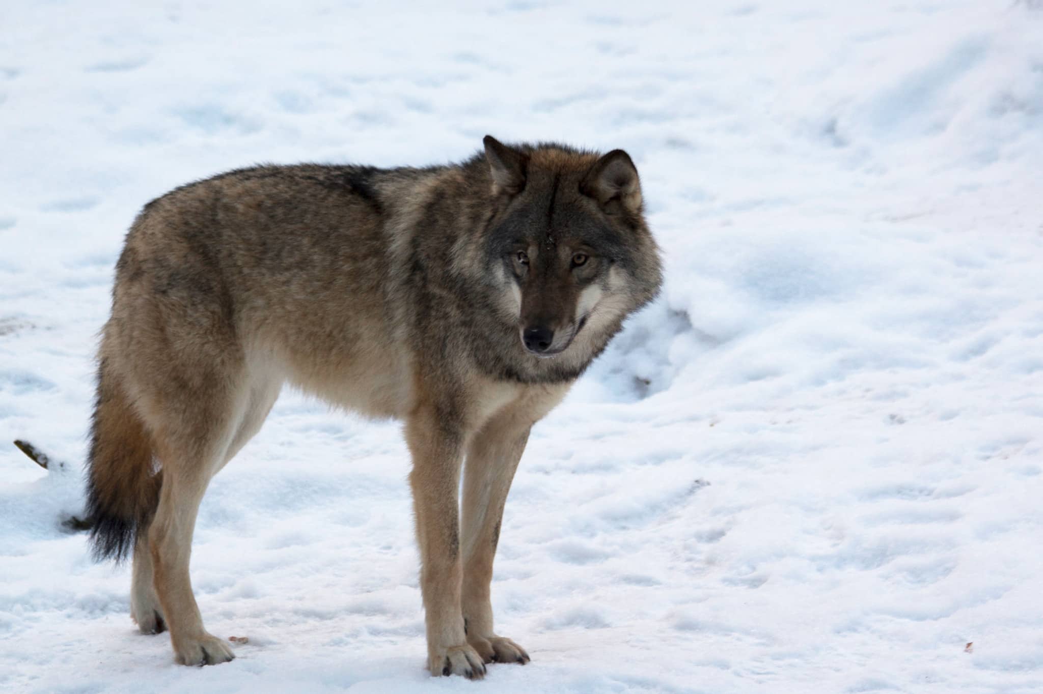 Kommunalråd i Värmland kräver att det blir vargjakt snarast. Foto i Lycksele djurpark: Lars Nilsson