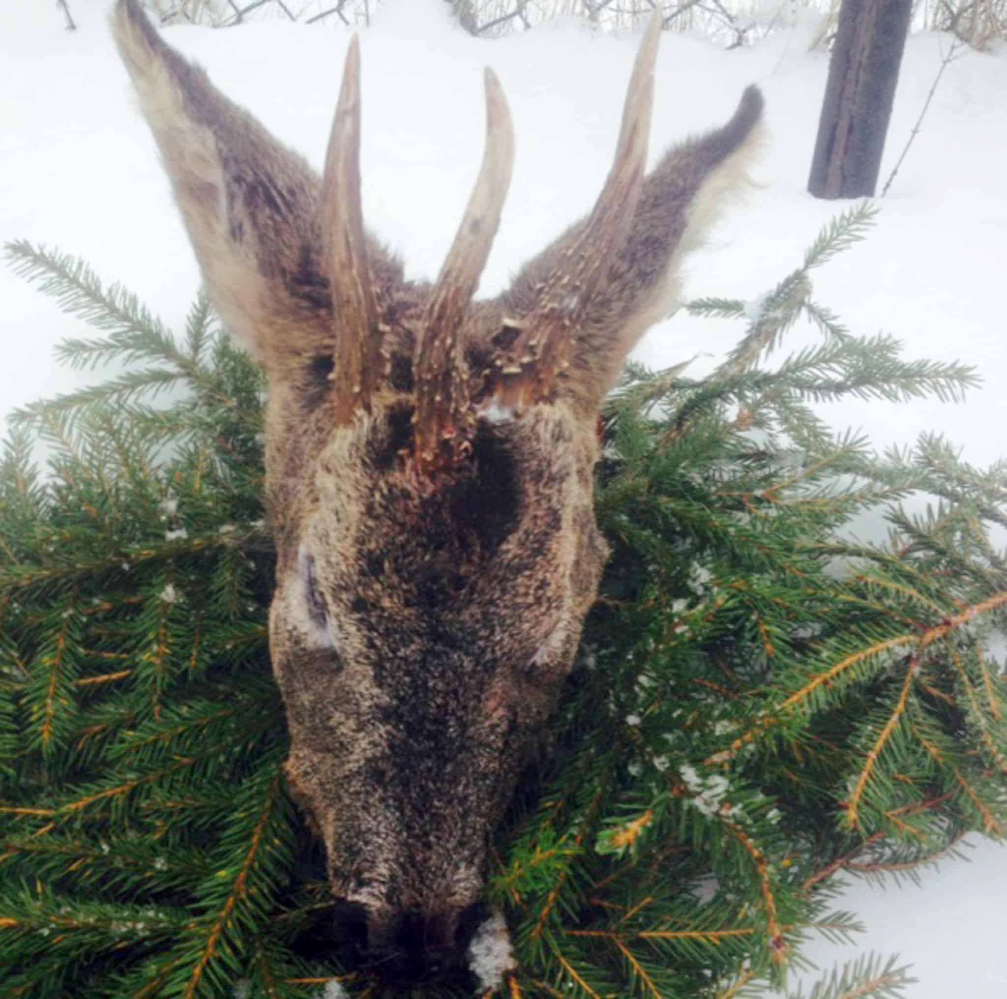 Bocken som sköts på Skaftö är något alldeles extra med tre horn som bildar en prydlig triangel. Foto: Privat