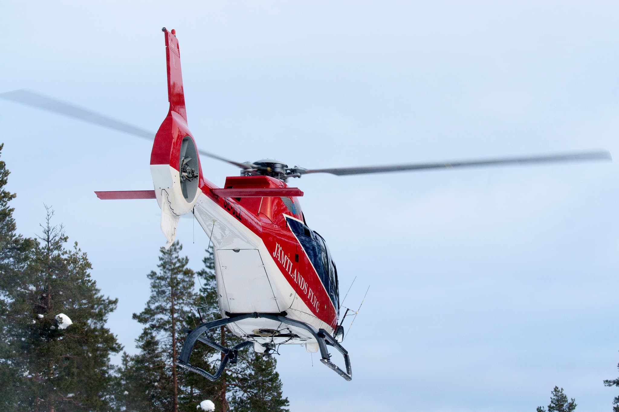 Vargparet kunde fällas från helikopter. Arkivbild: Olle Olsson