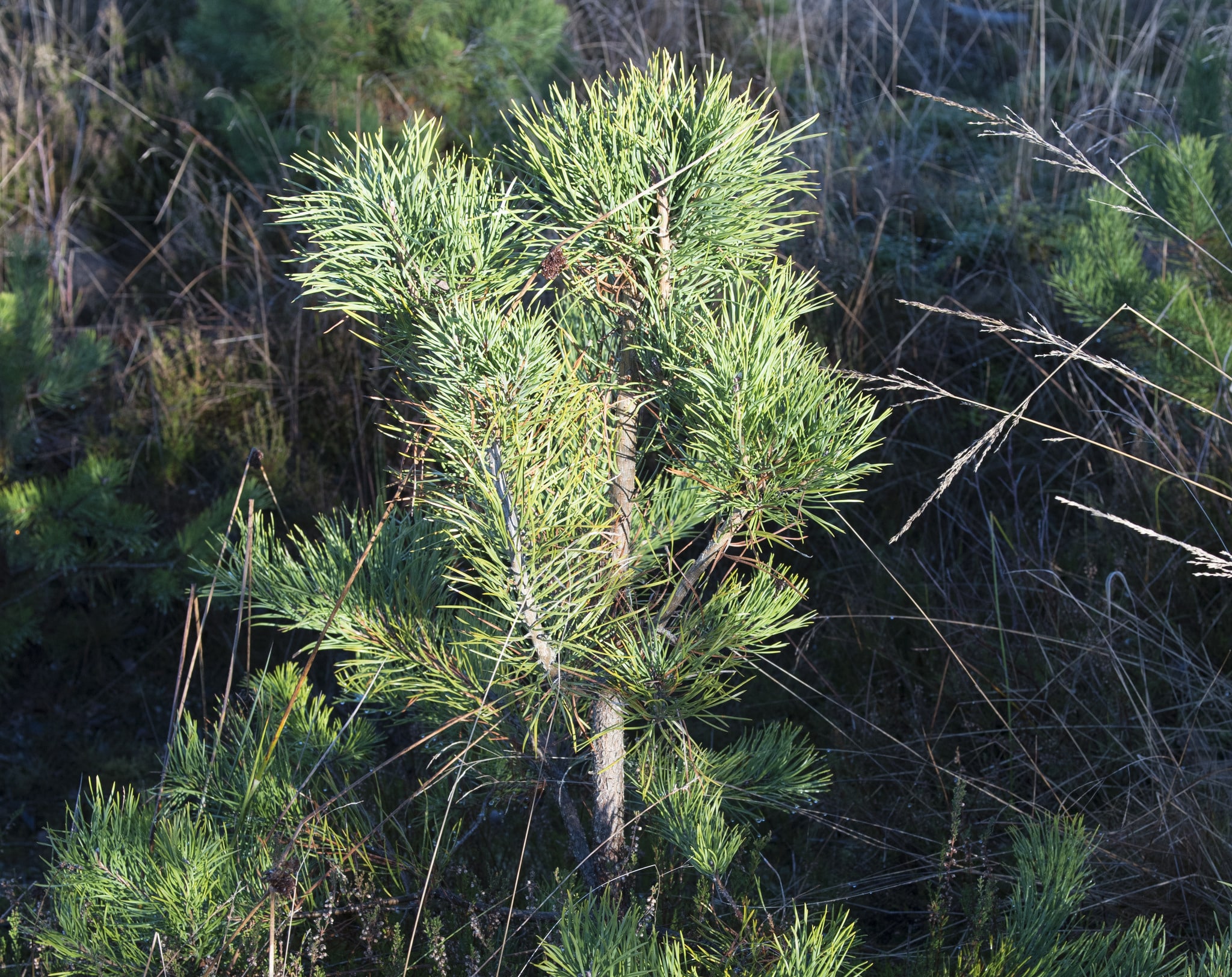 Efterfrågan på tallplantor ökar. Foto: Jan Henricson