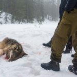 Viltförvaltningsdelegationen i Västra Götaland föreslår att kravet på personuppgifter tas bort när en jägare skjutit ett större rovdjur. Foto: Kjell-Erik Moseid