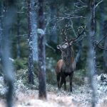 Polisen utreder en misstänkt tjuvjakt på kronvilt i södra Skåne. Foto: Kjell-Erik Moseid