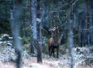 Polisen utreder en misstänkt tjuvjakt på kronvilt i södra Skåne. Foto: Kjell-Erik Moseid