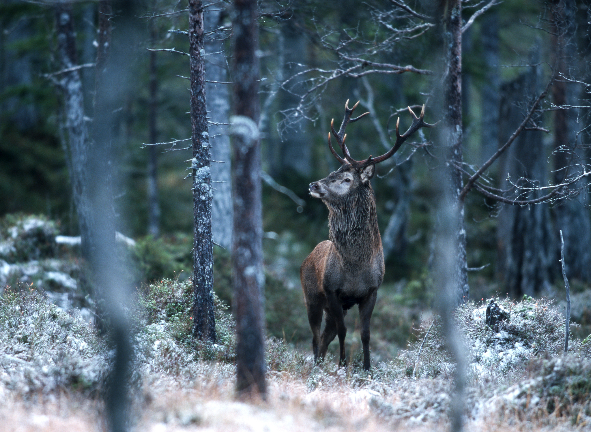 Polisen utreder en misstänkt tjuvjakt på kronvilt i södra Skåne. Foto: Kjell-Erik Moseid