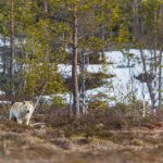 Jakten på varg i Finland inleds nu på lördag. Foto: Kjell-Erik Moseid