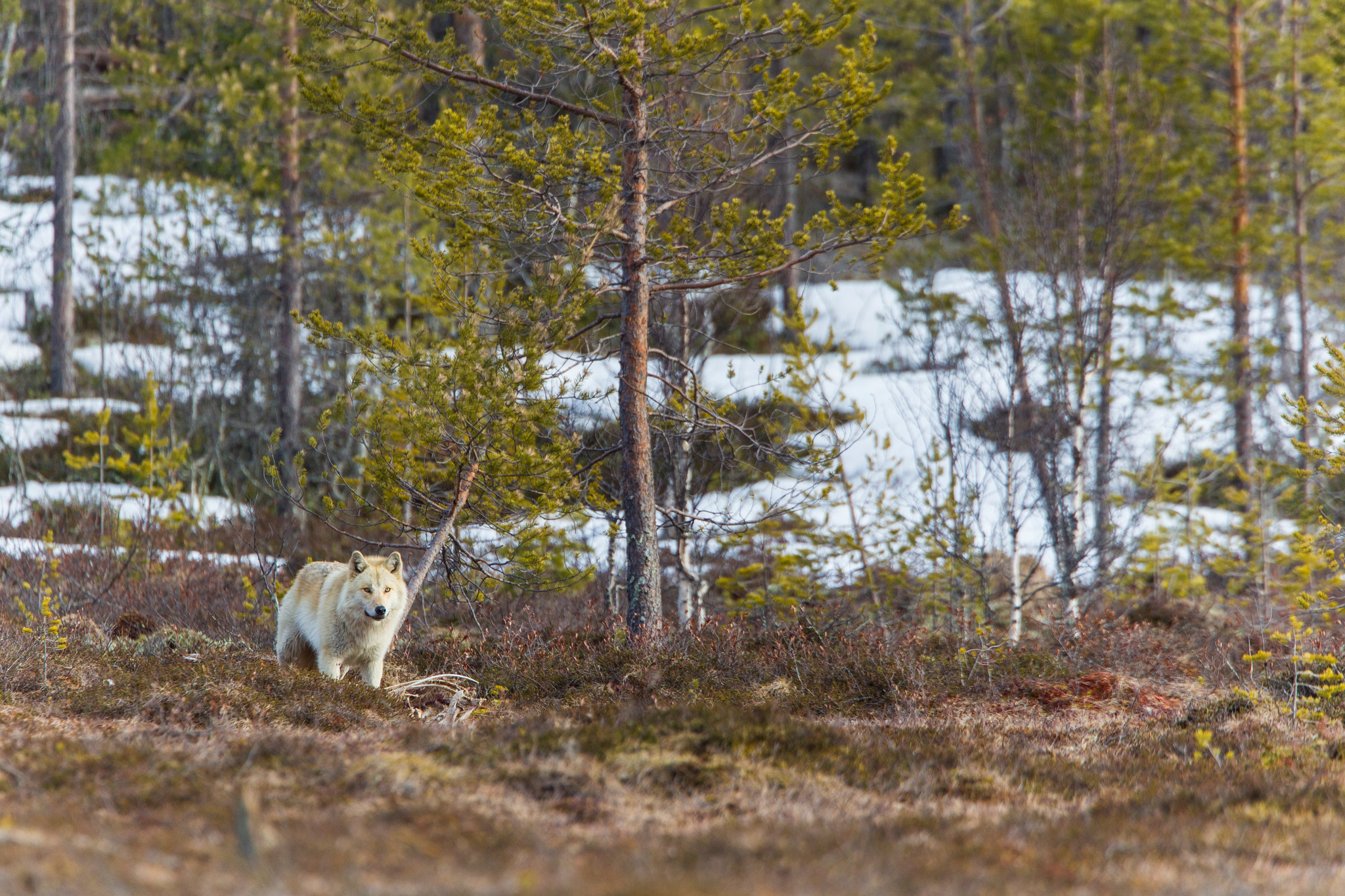 Jakten på varg i Finland inleds nu på lördag. Foto: Kjell-Erik Moseid