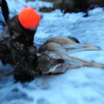 Nu väntar alla på besked från förvaltningsrätterna i Karlstad och Uppsala, om vargjakten kan komma igång innan jakttiden löper ut. Foto: Boo Westlund