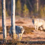 Uppskattningen av det finska vargbeståndet vintern 2015–2016 färdigställs i februari. Foto: Kjell-Erik Moseid