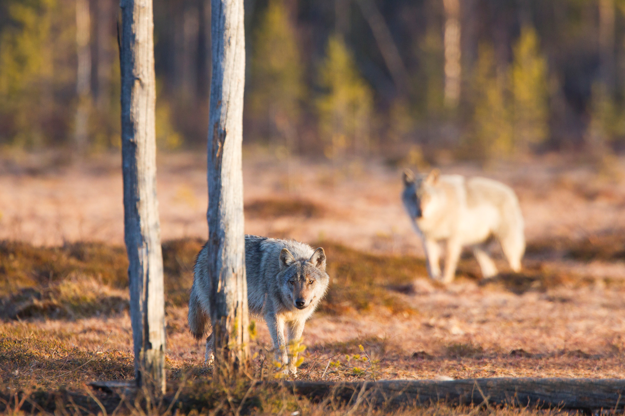 Uppskattningen av det finska vargbeståndet vintern 2015–2016 färdigställs i februari. Foto: Kjell-Erik Moseid