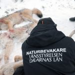 Länsstyrelsens naturbevakare tar prover på tre fällda vargar i Lövsjöreviret. Foto: Lars-Henrik Andersson