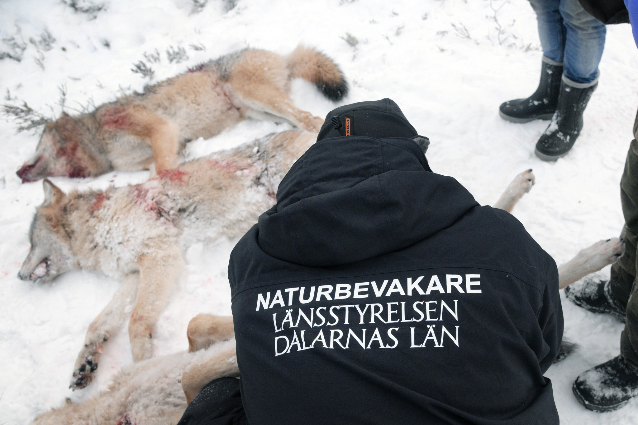 Länsstyrelsens naturbevakare tar prover på tre fällda vargar i Lövsjöreviret. Foto: Lars-Henrik Andersson