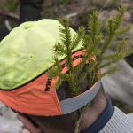 En allt ovanligare syn. Älgavskjutningen i södra Sverige släpar långt efter tilldelningen. Ett tecken på att förvaltningsplanerna är uppfyllda, eller att älgstammen minskat för mycket? Foto: Jan Henricson