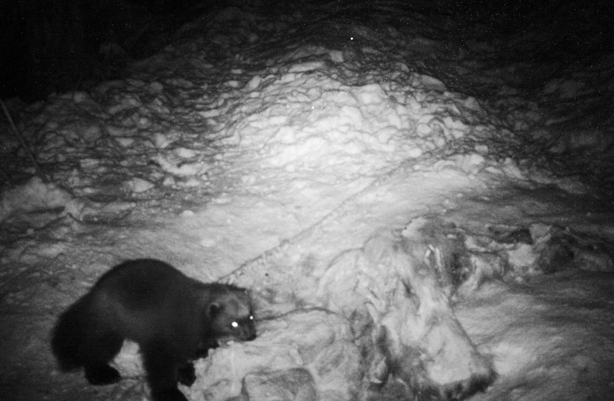 Lockande kadaver. Järven har återkommit flera kvällar i rad för att äta av älgkadavret. Foto: Länsstyrelsen i Värmland