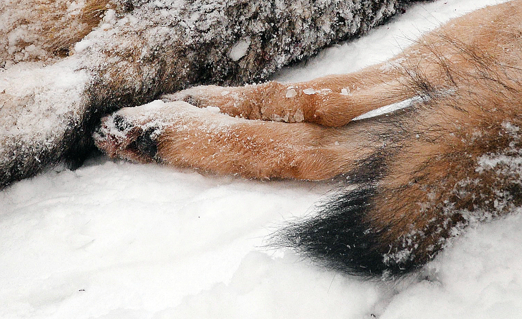 Foto: Lars-Henrik Andersson