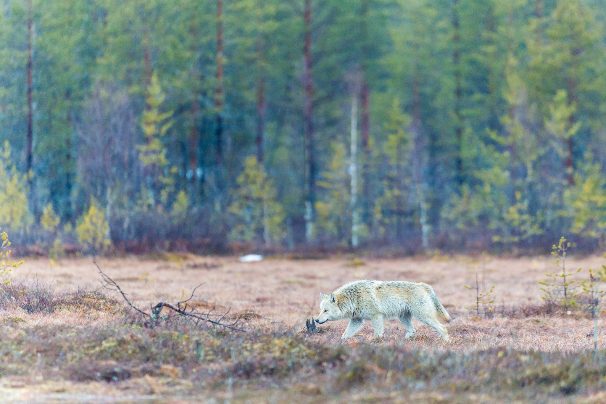 Foto: Kjell-Erik Moseid