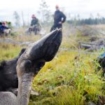 Det diskuteras nu på allvar att ställa in älgjakten i stora delar av Värmland på grund av den stora vargstammen. Foto: Lars-Henrik Andersson
