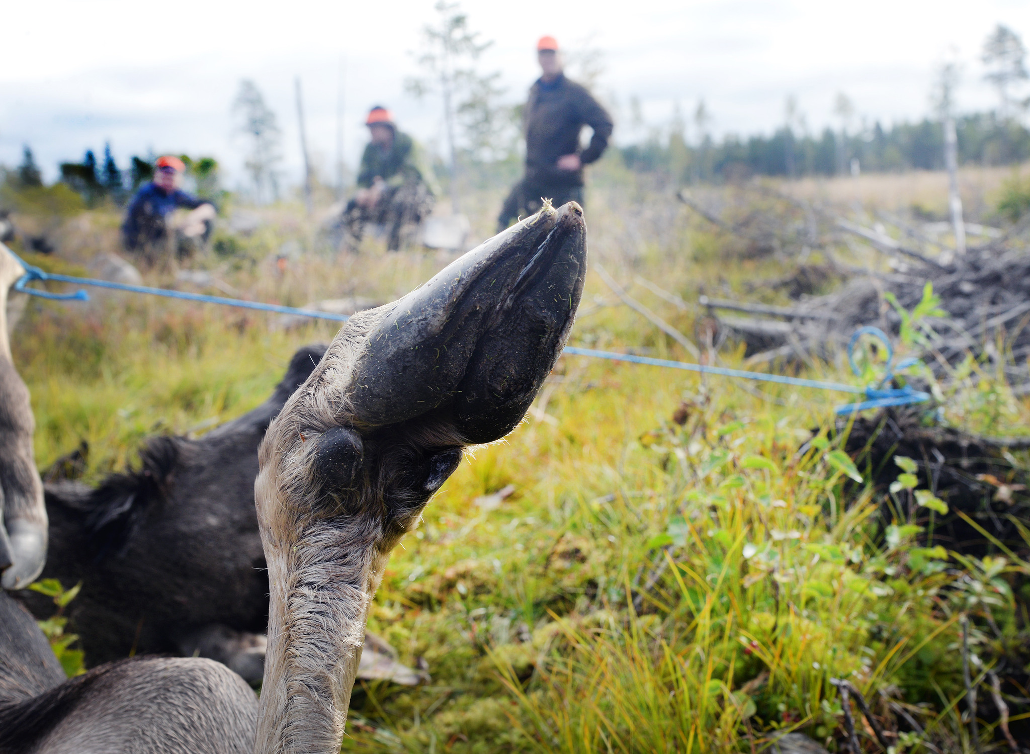 Det diskuteras nu på allvar att ställa in älgjakten i stora delar av Värmland på grund av den stora vargstammen. Foto: Lars-Henrik Andersson