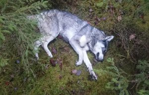 Jämthunden Fight dödades av varg i mitten av november och den unga jämthunden tog sina sista andetag i sin ägares famn. När attacken skedde menade länsstyrelsen i Gävleborgs län att det var varg från Sjösvedenreviret. Tre månader senare tror myndigheten att det istället kan handla om varg från Björnåsreviret. Foto: Privat