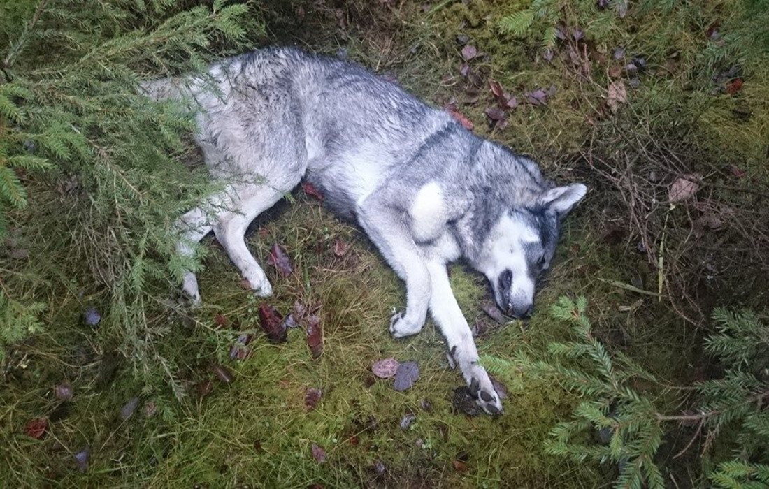 Jämthunden Fight dödades av varg i mitten av november och den unga jämthunden tog sina sista andetag i sin ägares famn. När attacken skedde menade länsstyrelsen i Gävleborgs län att det var varg från Sjösvedenreviret. Tre månader senare tror myndigheten att det istället kan handla om varg från Björnåsreviret. Foto: Privat