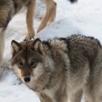 Foto i Lycksele djurpark: Lars Nilsson