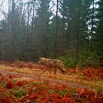 Vargen som rör sig i Göingeskogarna. Foto: Länsstyrelsen/LE Carlsson