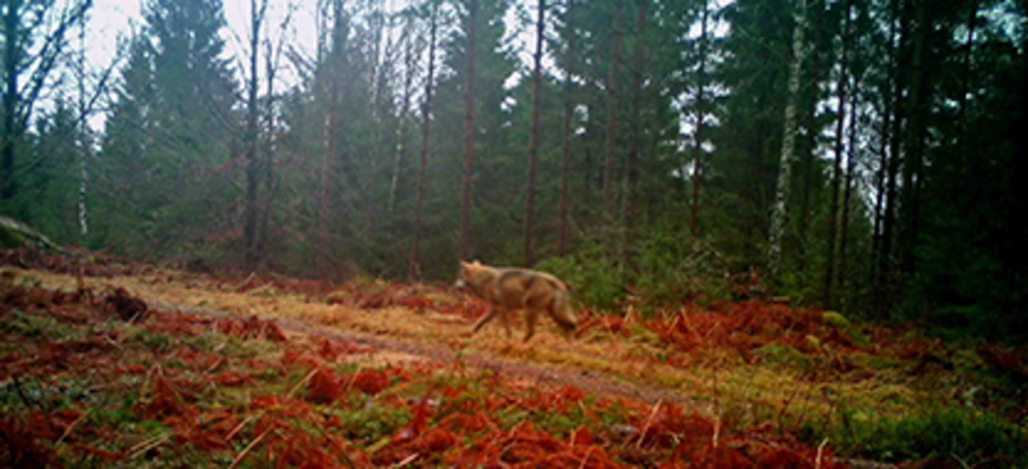 Vargen som rör sig i Göingeskogarna. Foto: Länsstyrelsen/LE Carlsson