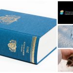 Licensjakten på varg stoppas av Förvaltningsrätten i Karlstad.