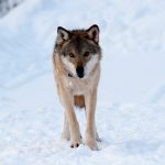 Med förvaltningsrättens resonemang kan man inte jaga varg i Västmanland förrän det finns cirka 70-100 vargar i länet, skriver länsstyrelsen. Foto: Olle Olsson