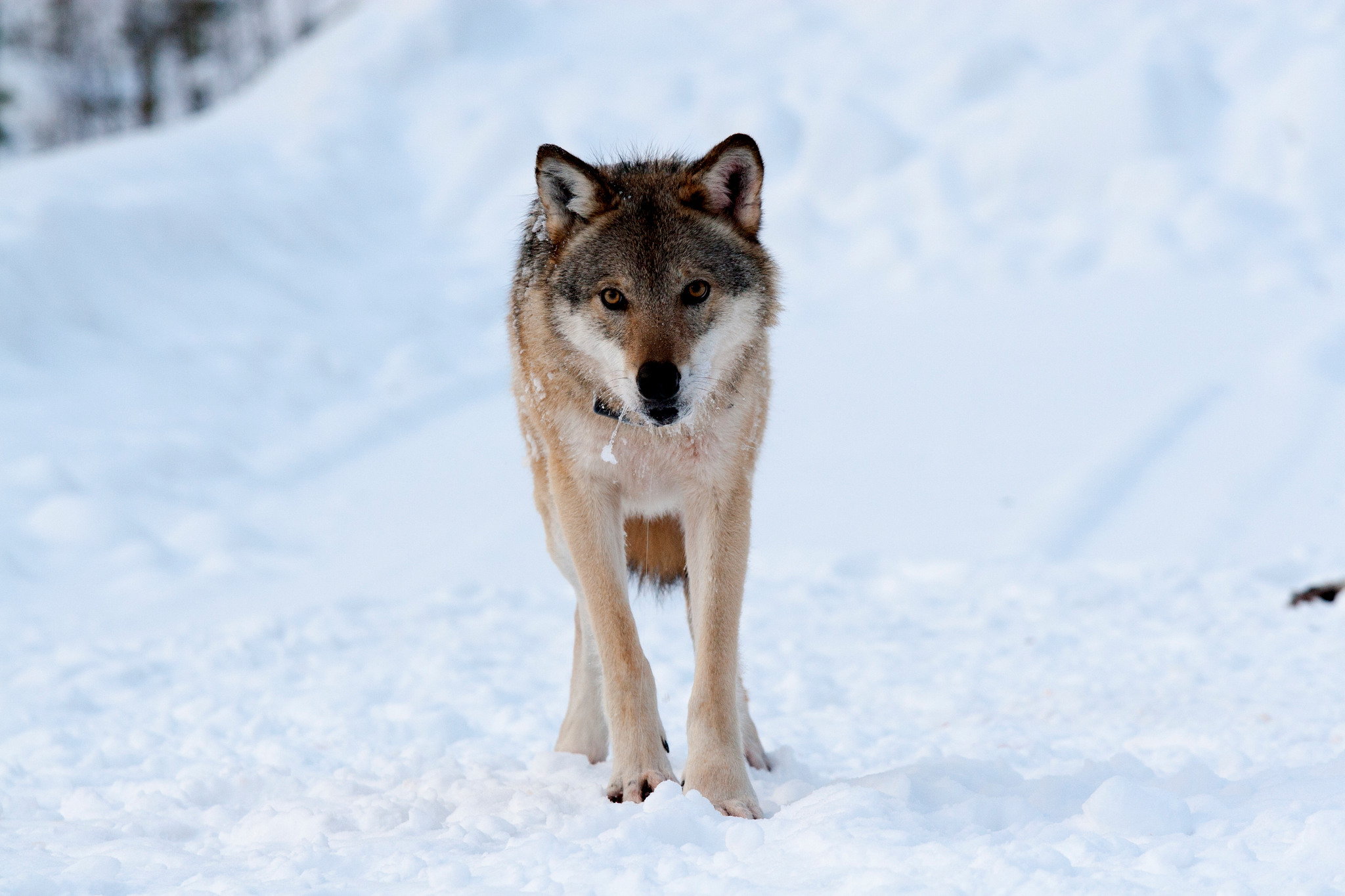 Med förvaltningsrättens resonemang kan man inte jaga varg i Västmanland förrän det finns cirka 70-100 vargar i länet, skriver länsstyrelsen. Foto: Olle Olsson
