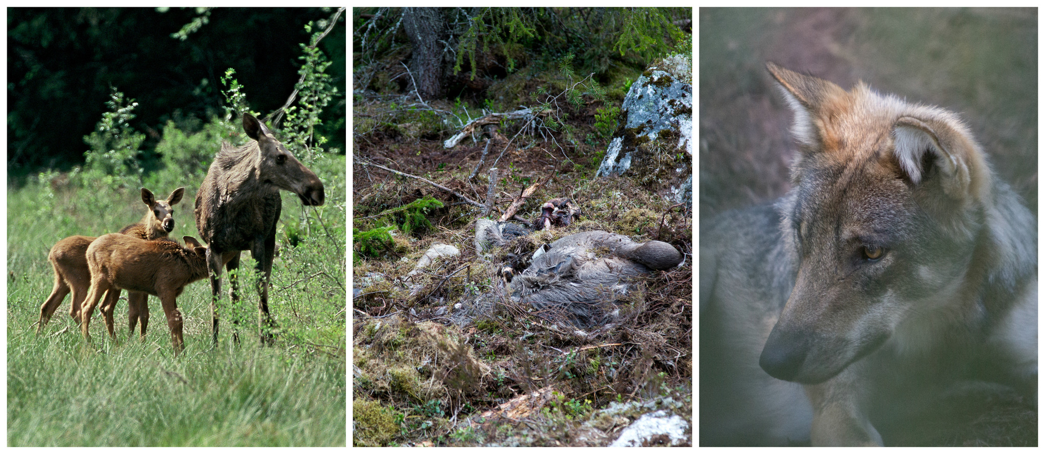 Ensamma, vuxna vargar dödar långt fler älgar än vad man tidigare trott.