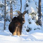 Älgarna är fredade i nationalparken, men inte utanför. Foto: Kenneth Johansson