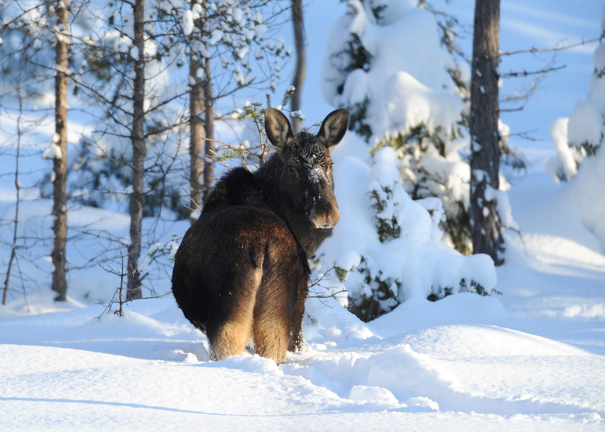 Älgarna är fredade i nationalparken, men inte utanför. Foto: Kenneth Johansson