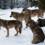Fler vargrevir med föryngring än någonsin tidigare har konstaterats i Norge. Foto i Lycksele djurpark: Lars Nilsson