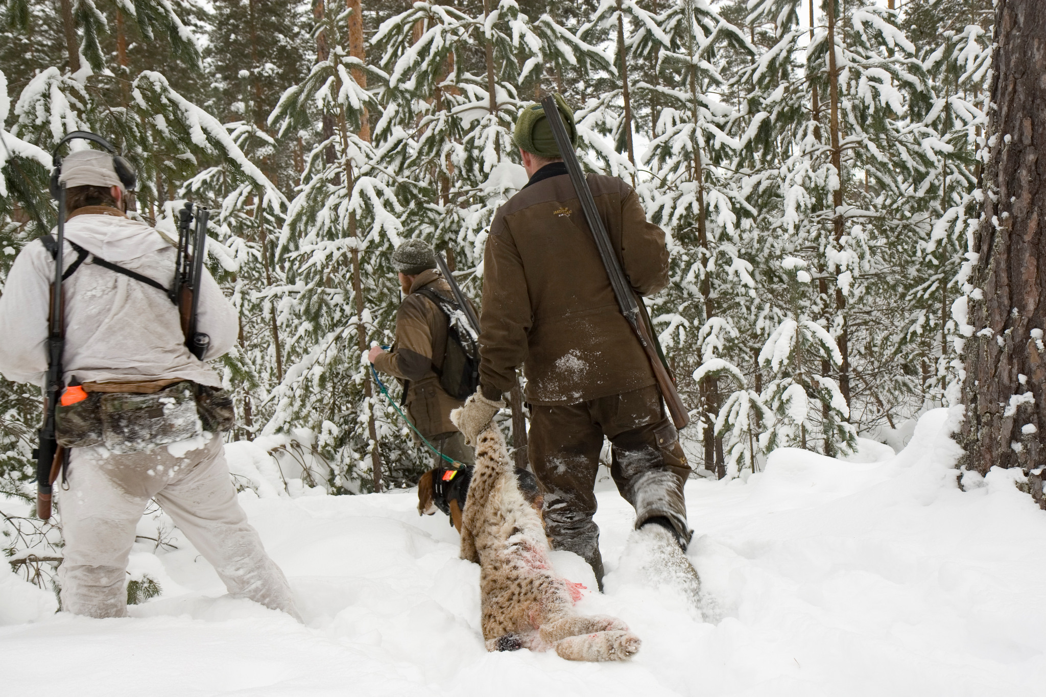 Wolf Association Sweden har överklagat licensjakten på lo i Västerbotten. Foto: Olle Olsson