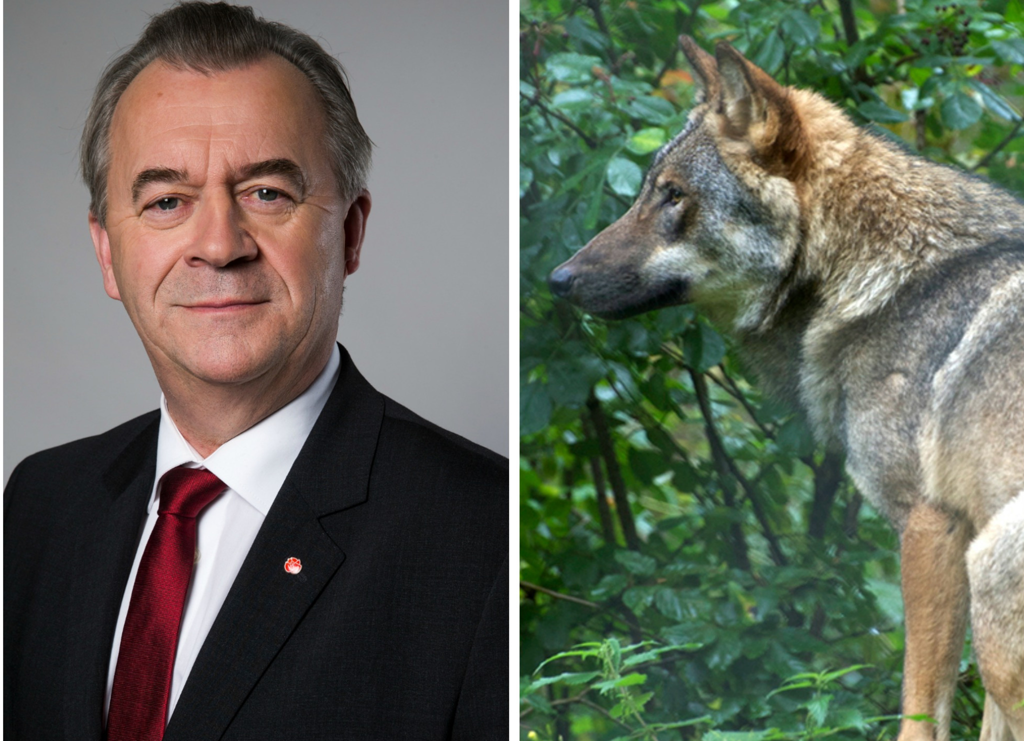 Landsbygdsministern skulle ha svarat på frågor om varg i riksdagen senast 7 mars, men det har skjutits upp till 5 april. Foto: Kristian Pohl/Marie Gadolin