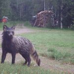 Mårdhunden som fotograferades i Finland och som väckt funderingar. Foto med viltkamera: Matti Rautakorpi