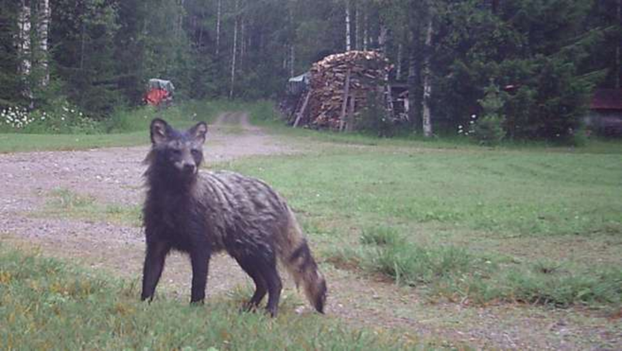 Mårdhunden som fotograferades i Finland och som väckt funderingar. Foto med viltkamera: Matti Rautakorpi