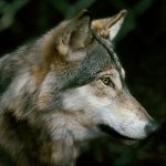Antalet vargar i den danska naturen verkar ha grovt överskattats. Foto i hägn: Kenneth Johansson