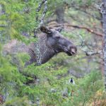 Jaktlag som inte rapporterat sin älgjakt och heller inte betalat in fällavgifter polisanmäls nu av länsstyrelsen i Västerbotten. Foto: Kjell-Erik Moseid