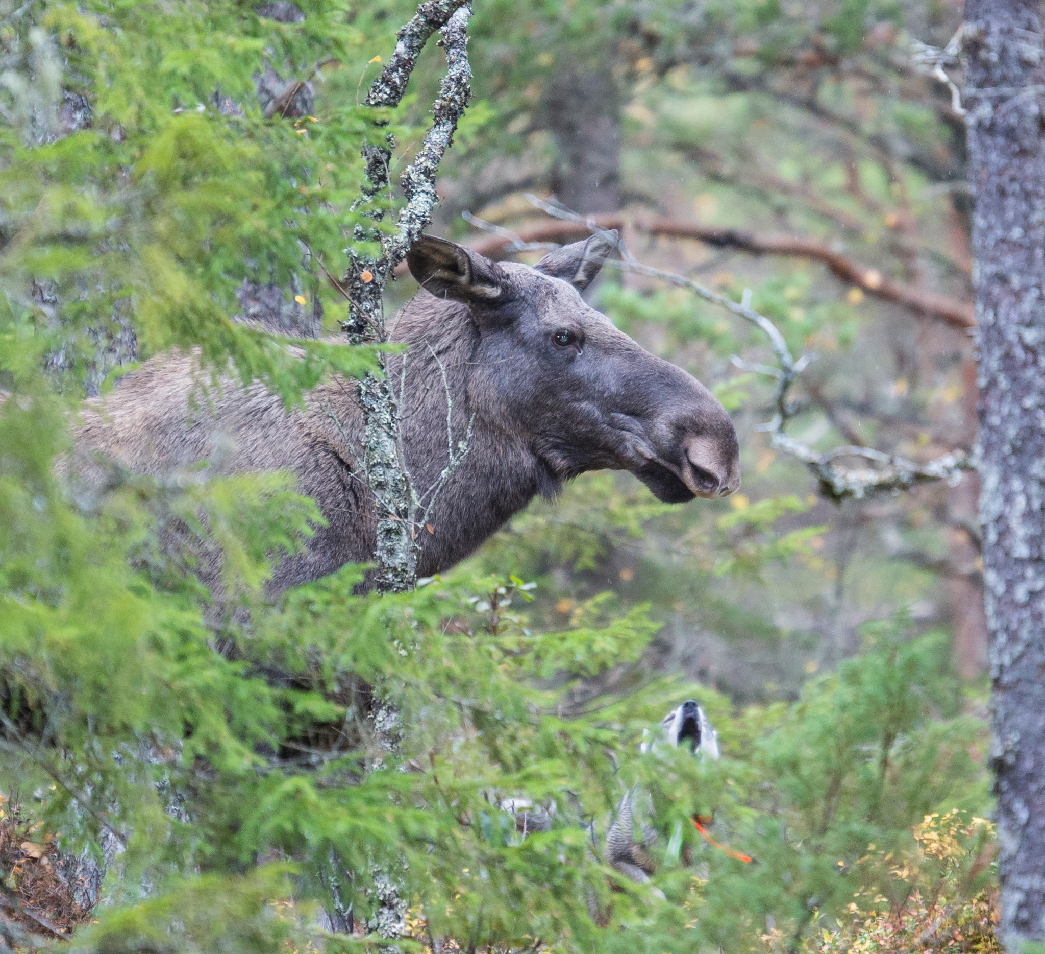 Jaktlag som inte rapporterat sin <a href=